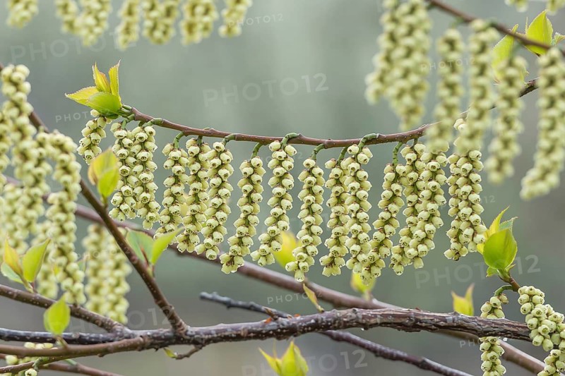 Pearl tail (Stachyurus praecox var. leucotrichus), Otto Eisenhut nursery, Switzerland