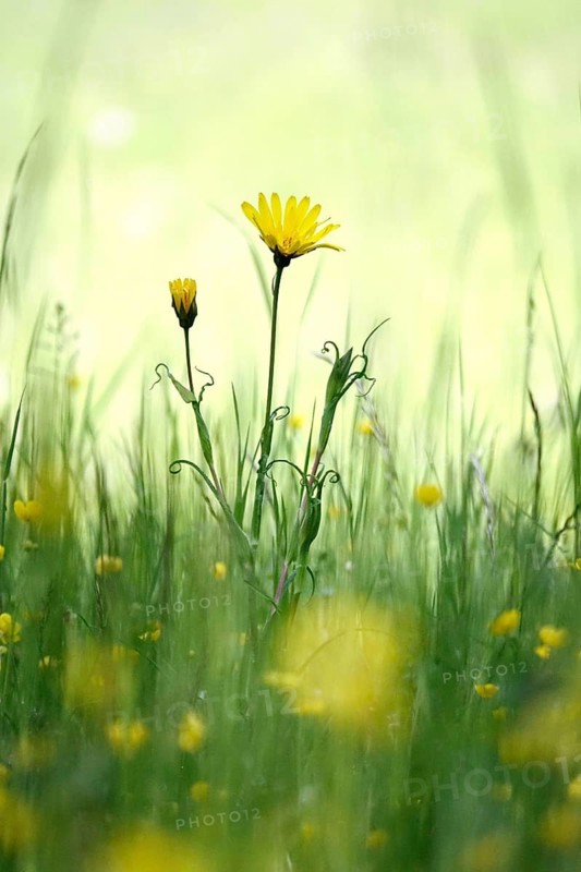 Meadow in spring, May, Germany