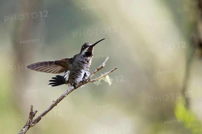 Long-billed Starthroat (Heliomaster longirostris longirostris) female stretching, perched on a branch, Antioquia, Colombia