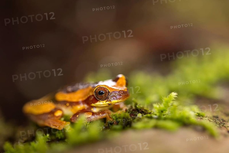 Hourglass tree frog (Dendropsophus ebraccatus), frogs (Rana), Costa Rica