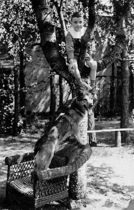 Boy climbing a tree, German shepherd, historic, 1940s