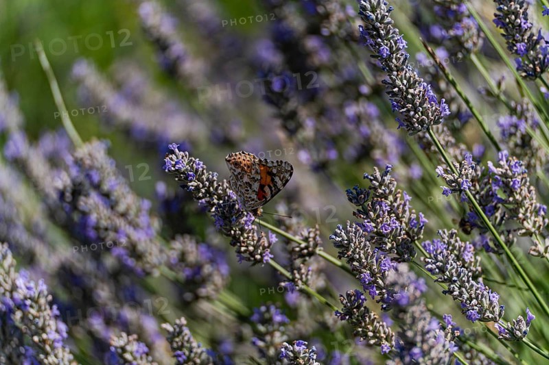 A sunlit meadow filled with blooming lavender, where a vibrant butterfly rests on the delicate flowers. The gentle hues of purple contrast with the blue sky background