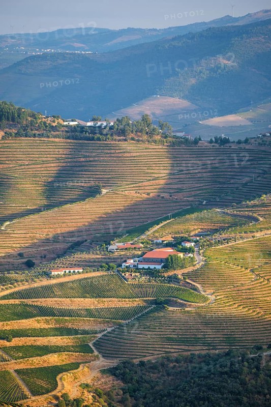 View of vineyards and hills in Douro Valley, Portugal, with Douro valley hills, terraced vineyards, and telephoto vineyard valley view