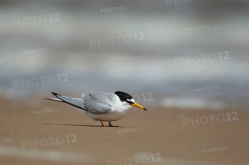 Little tern (Sternula albifrons) adult bird on a beach in summer, Norfolk, England, United KIngdom