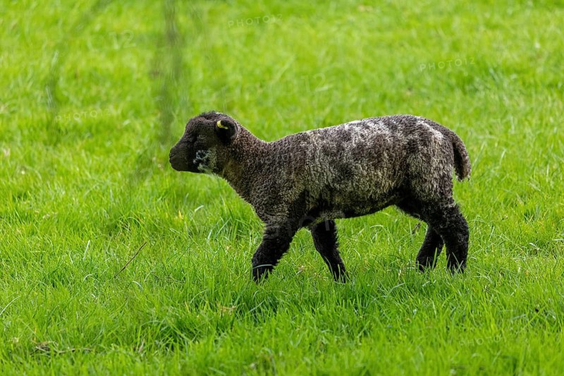 Lamb on pasture, Shottery, Stratford-upon-Avon, Warwickshire, England, Great Britain