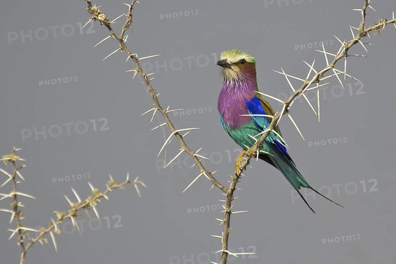 Lilac-breasted Roller (Coracias caudatus), Ethosha, Namibia