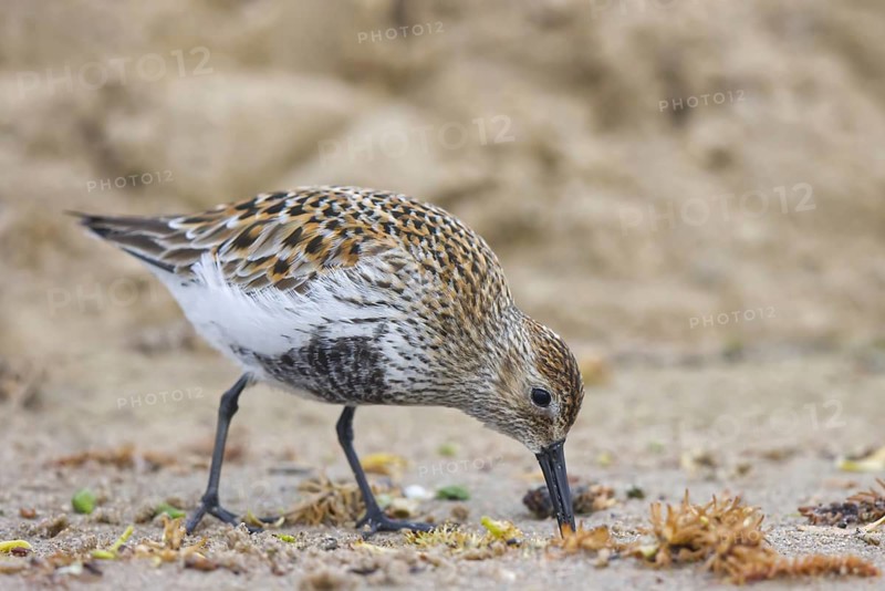 Dunlin (Calidris alpina) foraging, North Rhine-Westphalia, Germany