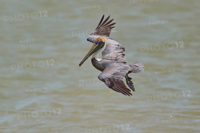 Brown Pelican, (Pelecanus occidentalis), Brown Pelican, approaching to fish in the sea, Flamingo, Everglades National Park, Florida, USA