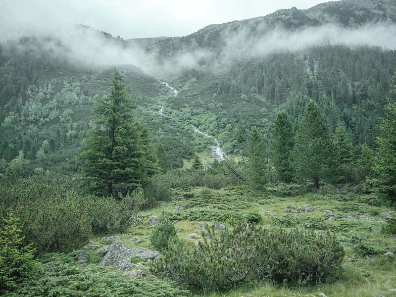 Forest in the morning mist, Krimmler Tauern, Pinzgau, Salzburg, Austria