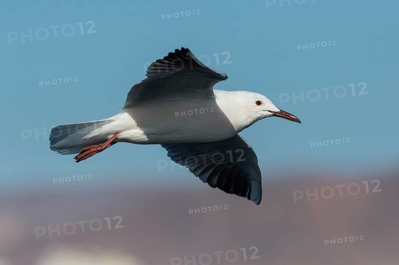 Slender-billed Gull (Chroicocephalus genei) flying, Eilat, Israel