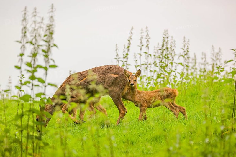 A female roe deer (Capreolus capreolus) with her two fawns, stands in a meadow and grazes