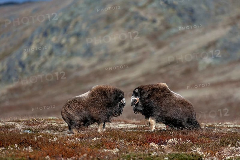 Even the musk ox calves (Ovibos moschatus) test their strength in duels, play, test of strength, fight, fight, autumn, Ruska, autumn colours, Tundra landscape, Norway