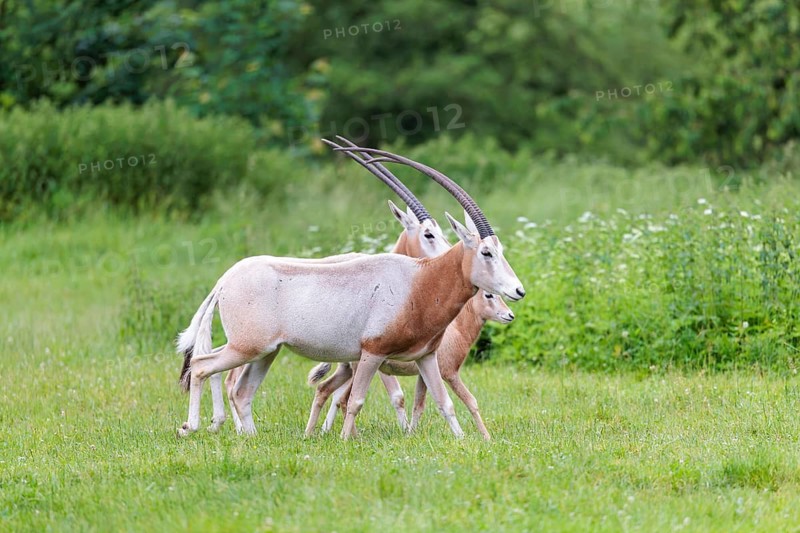 Two female Scimitar Oryx (Oryx dammah) and a young run across a green meadow on a cloudy day. Extinct in the wild. Central Sahara, Niger, Chad