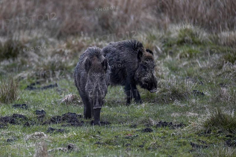 After the wild boar (Sus scrofa) have been fed, they wander into the neighbouring forest, just a few metres away from me, Denmark