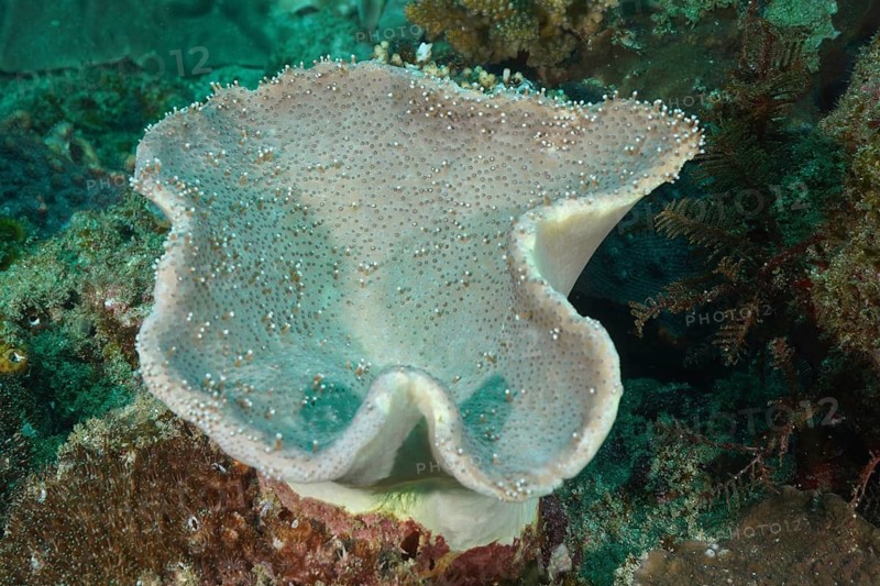 Large soft coral with a wavy shape, mushroom leather coral (Sarcophyton flexuosum), in an underwater landscape. Dive site Sodwana Bay National Park, Maputaland Marine Reserve, iSimangaliso Wetland Park, KwaZulu Natal, South Africa