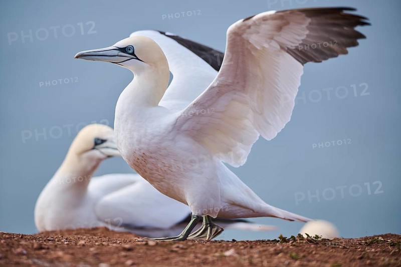 Northern gannet (Morus bassanus) standing on the cliff shaking its wings, wildlife, Helgoland, Germany