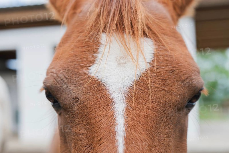 A detailed close-up view of a horse's head, focusing on its unique white forehead marking against the brown coat, capturing the gentle features and intricate details