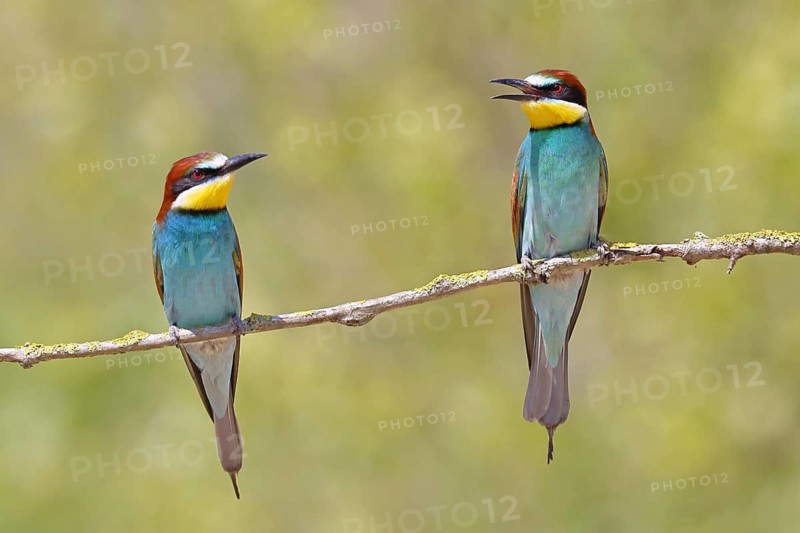 European bee-eater (Merops apiaster) – two birds perched on a branch, a pair, Lake Neusiedl, Burgenland, Austria