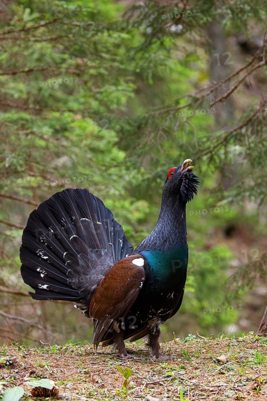 Capercaillie, Western Capercaillie, Tetrao urogallus) in the Wintrer, capercaillie