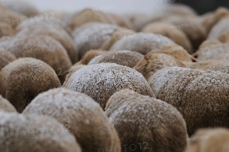 Close-up of a densely packed flock of sheep in winter, the fluffy wool shows natural textures, domestic sheep (Ovis orientalis aries), Bavaria