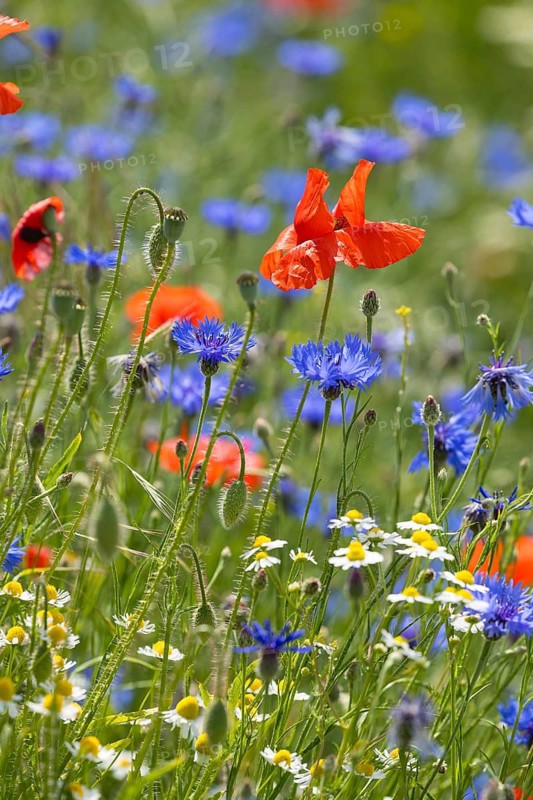 Cornflowers (Centaurea cyanus), camomile (Matricaria chamomilla) and poppies (Papaver) blooming at the edge of a faded rape field (Brassica napus), Saxon Elbland, Saxony, Germany