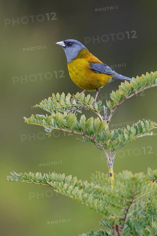Patagonian Sierra-Finch (Phrygilus patagonicus) perched on a branch in Chile