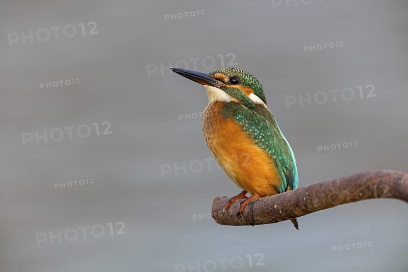 Kingfisher, (Alcedo atthis), animals, birds, kingfisher family, perch, biotope, habitat, Gome Junction Fish Ponds, Hula Valley, Northern District, Israel