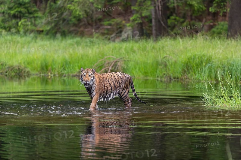 One young female Siberian Tiger, Panthera tigris altaica, running thru the shallow water of a pond with reed grass in the background
