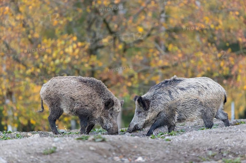 Two wild boar or wild pig (Sus scrofa), walking over an opening in early morning light, searching for food, with an autumnal colored forest in the background
