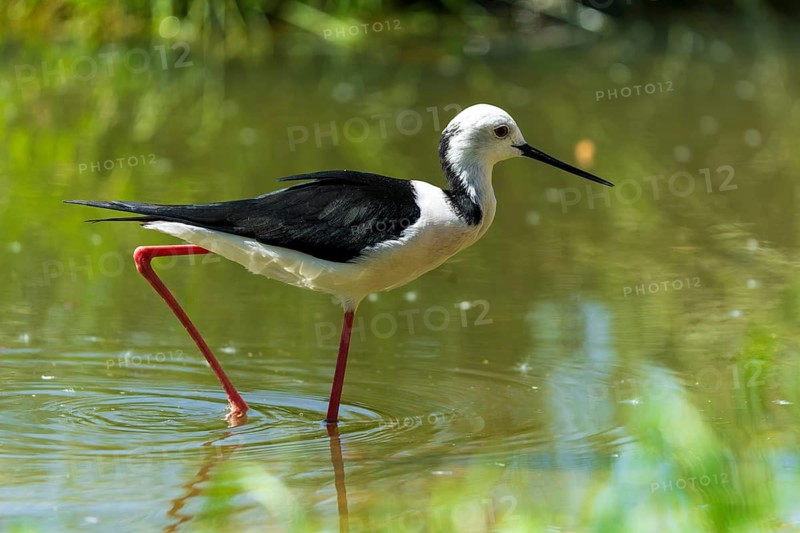 A graceful bird runs through the clear water of a pond, black-winged Black-winged Stilt (Himantopus himantopus), France