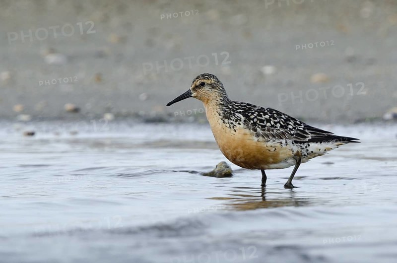 Red Knot (Calidris canutus), Schleswig-Holstein, Germany