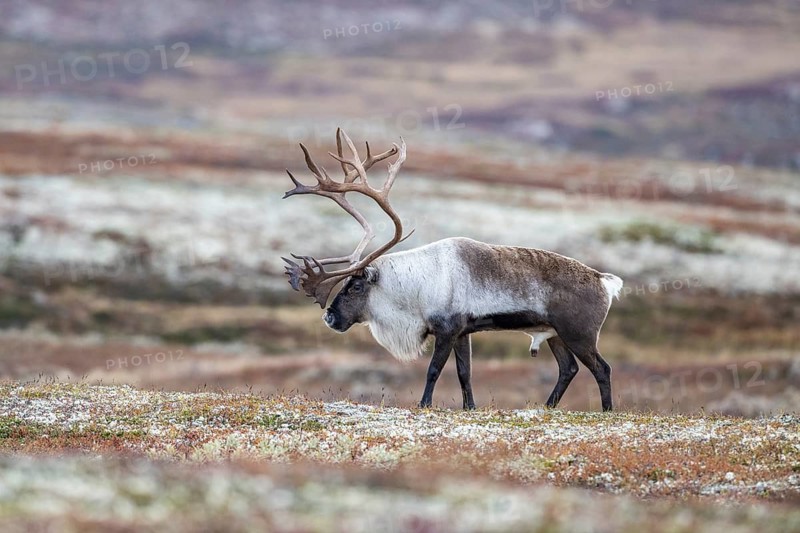 Wild mountain reindeer (Rangifer tarandus tarandus), bull in autumn tundra, Forollhogna National Park, Norway