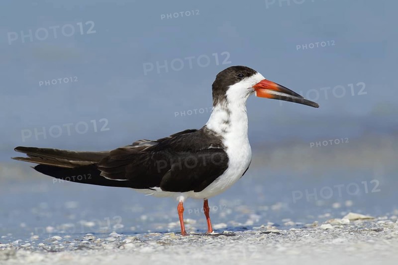 Black Skimmer (Rynchops niger), Texas, USA