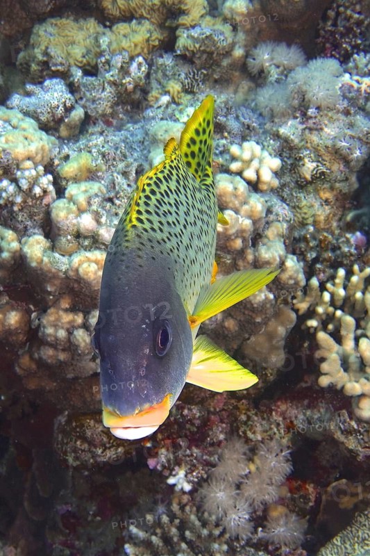 Black spotted sweetlips (Plectorhinchus gaterinus)