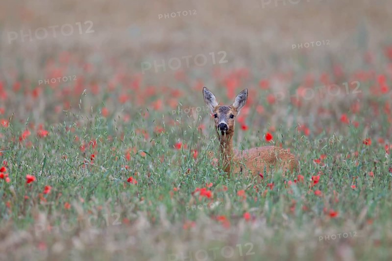 Roe deer (Capreolus capreolus) adult female doe in a farmland cereal crop in the summer, England, United Kingdom