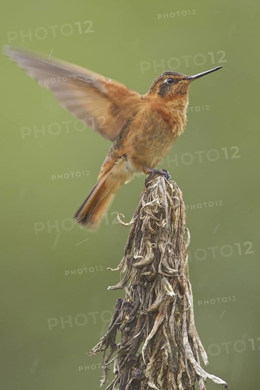 Shining Sunbeam (Aglaeactis cupripennis), Ecuador