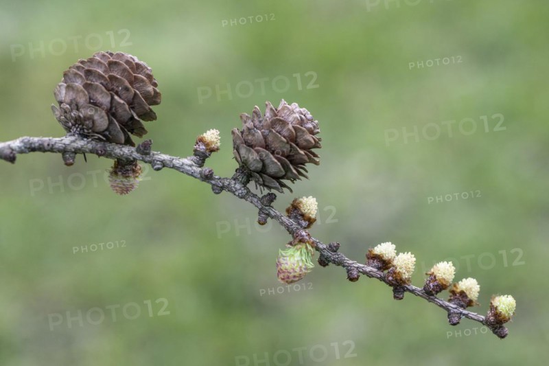 Larch (Larix decidua), male and female flowers and cones, Emsland, Lower Saxony, Germany
