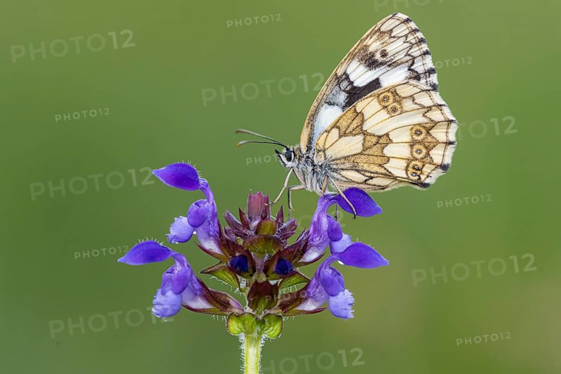Checkerspot butterfly (Melanargia galathea) on Large Self-heal (Prunella grandiflora), Bad Münstereifel, North Rhine-Westphalia, Germany