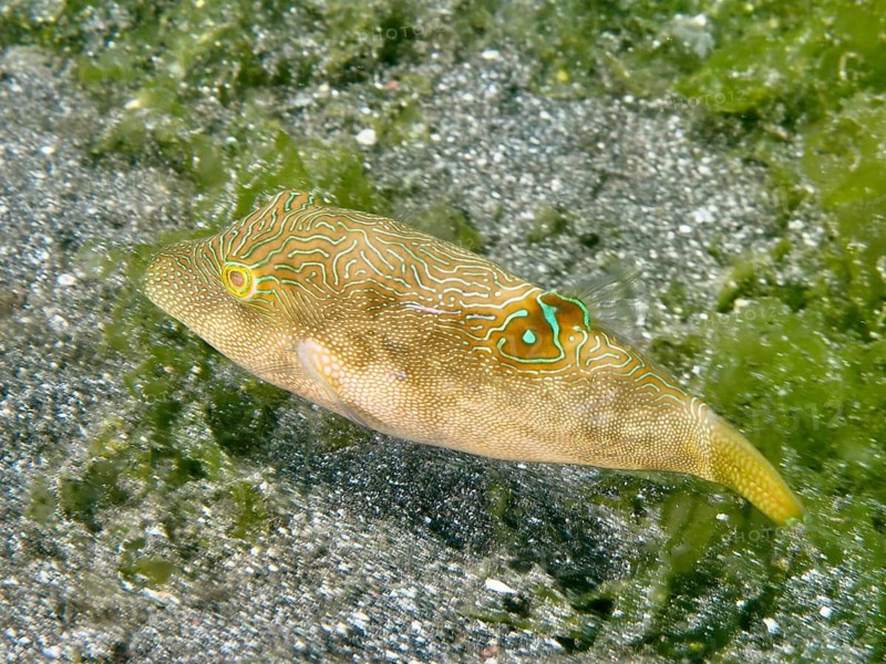 Labyrinth pufferfish (Canthigaster compressa) swimming near sandy bottom, surrounded by green algae, dive site Secret Bay, Gilimanuk, Bali, Indonesia