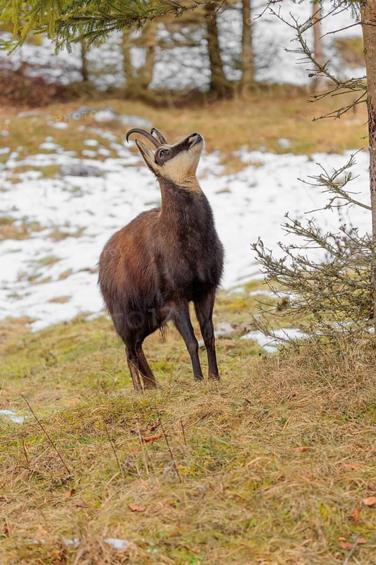 An adult male chamois (Rupicapra rupicapra) stands on a partially snow-covered meadow and stares at the tasty needles of a spruce hanging above him