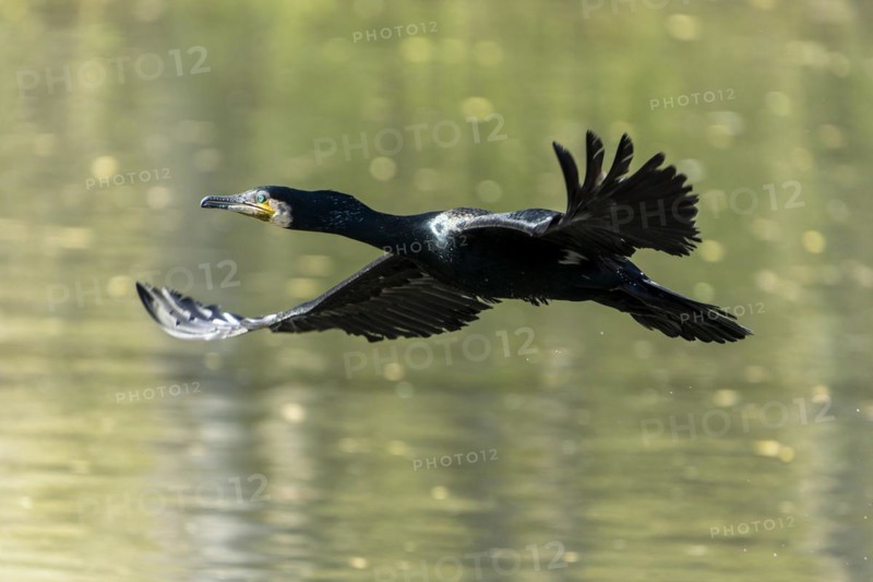 Great cormorant (Phalacrocorax carbo), flying, wildlife, Germany