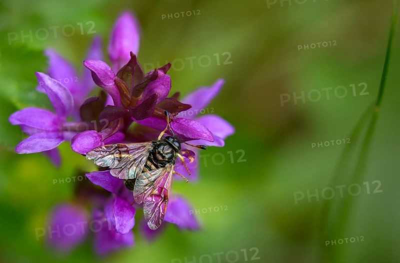 Abia candens, field widow flowers clubhorn leaf wasp, broad-leaved fingerroot, broad-leaved cuckoo flower, broad-leaved orchid, cimbicidae, dactylorhiza majalis, hymenoptera, clubhorn leaf wasp, clubhorn leaf wasps, small field widow flowers clubhorn leaf wasp Orchidaceae, orchids, orchid plants, plant wasps, symphyta, broad-leaved marsh orchid, common marsh orchid, fan orchid, flora, insects, plants, plants