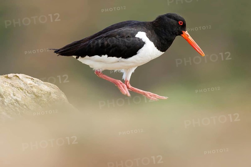 Eurasian Oystercatcher (Haematopus ostralegus) jigging, Wales, United Kingdom