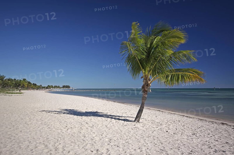 Endless sandy beach with solitary coconut palm (Cocos nucifera), symbol, holiday, emptiness, peace, relaxation, Florida, USA