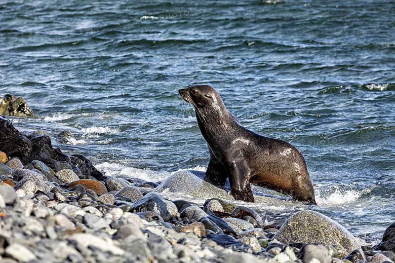 A seal stands at the edge of the sea, surrounded by rocks and pebbles, at the water's edge, seals and harbour seals in the Antarctic