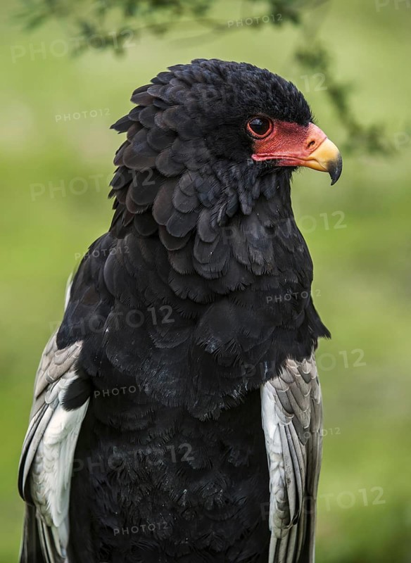 Close up portrait of Bateleur eagle (Terathopius ecaudatus) native to Africa and Arabia