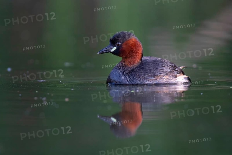 Little Grebe (Tachybaptus ruficollis), Saxony, Germany
