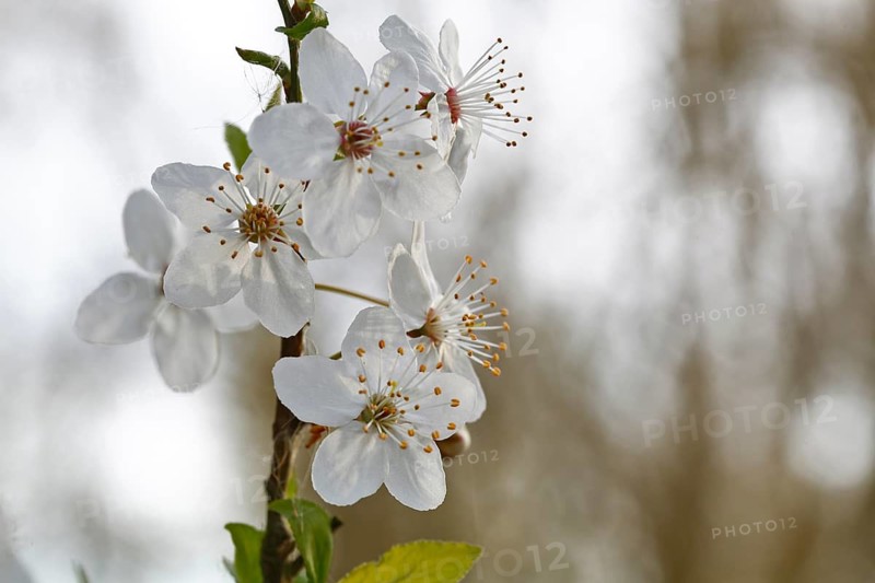 Wild fruit blossoms, white flowers, Peene Valley River Landscape nature park Park, Mecklenburg-Western Pomerania, Germany