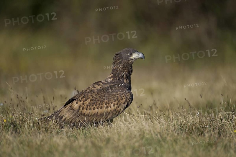 White-tailed Eagle (Haliaeetus albicilla) juvenile, Poland