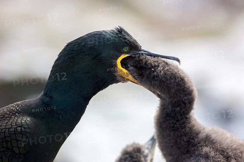 European Shag (Phalacrocorax aristotelis) feeding chick, Farne Islands, United Kingdom